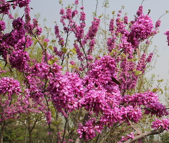 【红掌种子】红掌种子价格_红掌种子批发